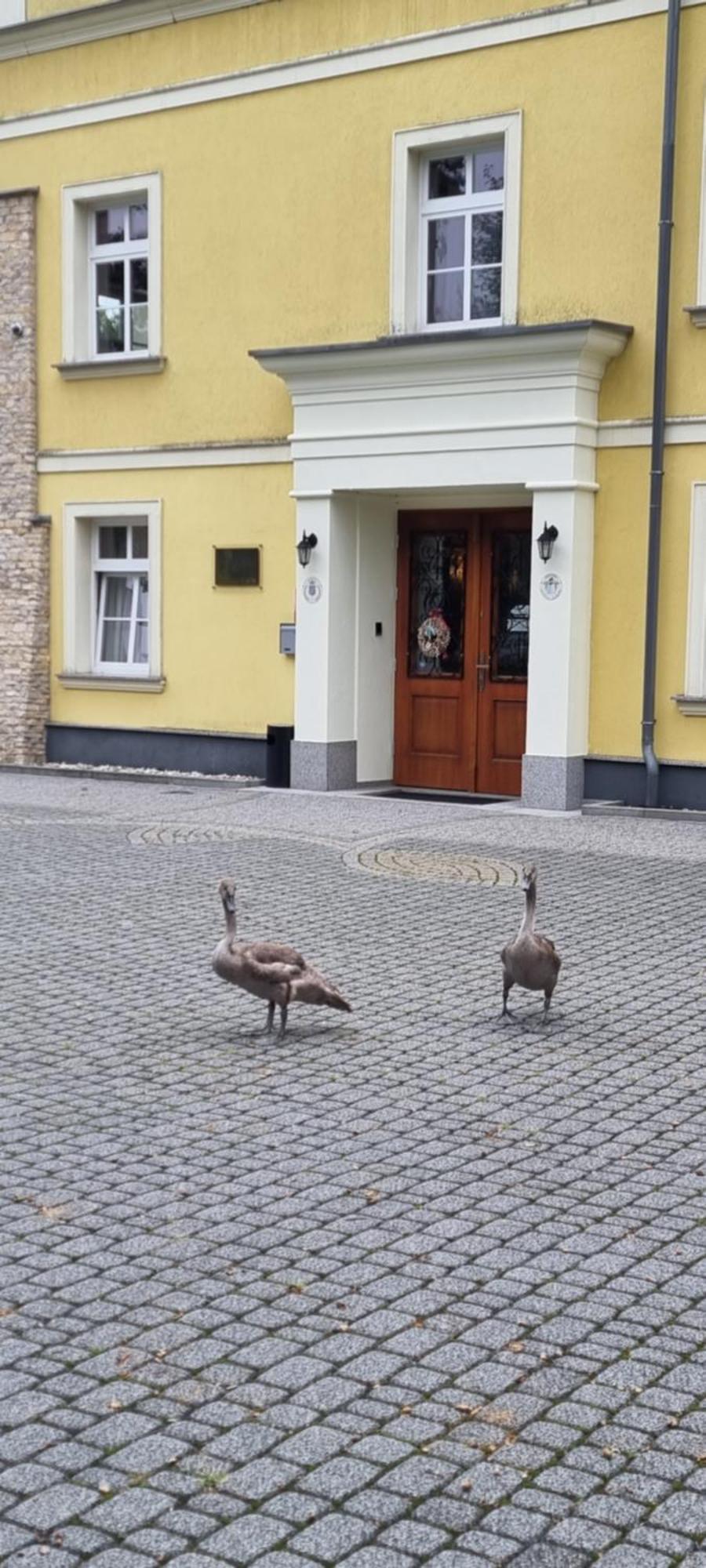 Palac Lucja Bb Zakrzów Buitenkant foto